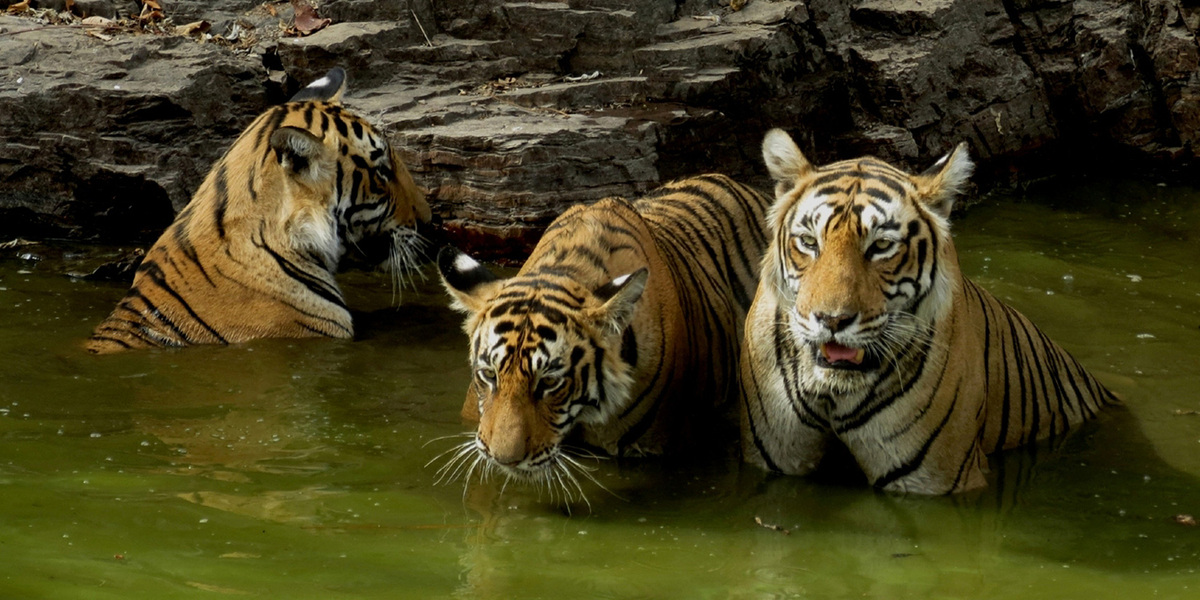 India Explore Tour