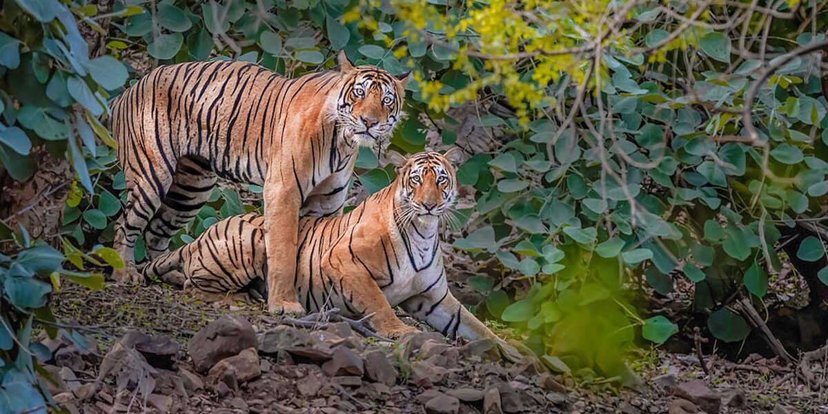 India Explore Tour